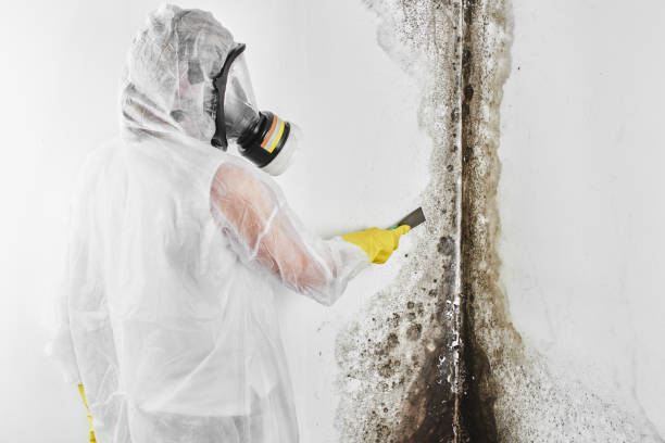 Certified Mold Removal in Lyons, GA