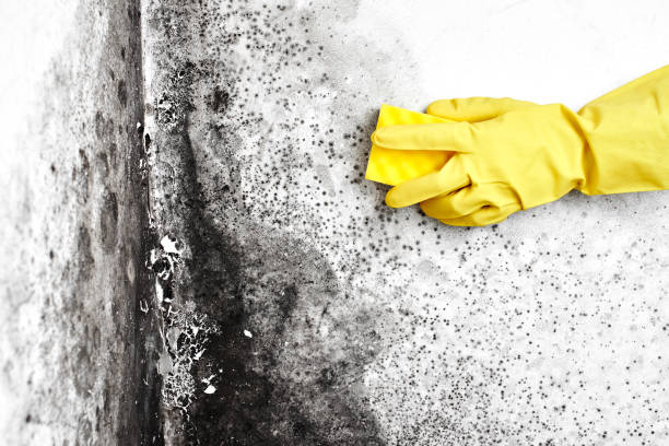 Best Commercial Mold Removal  in Lyons, GA