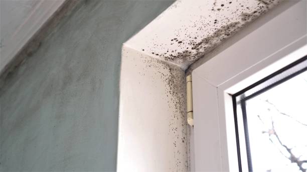 Best Attic Mold Removal  in Lyons, GA