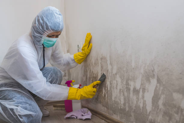 Best Black Mold Removal  in Lyons, GA