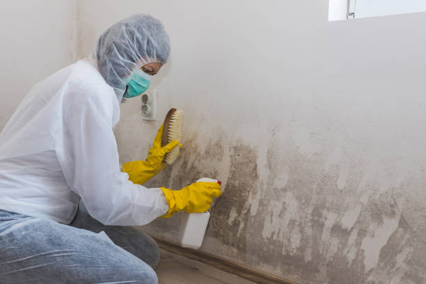 Best Home Mold Removal  in Lyons, GA