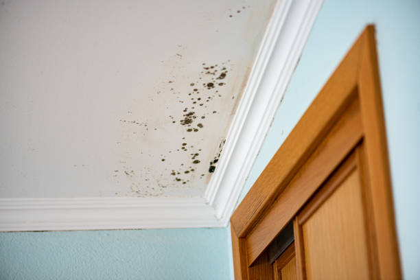 Best Office Mold Removal Services  in Lyons, GA