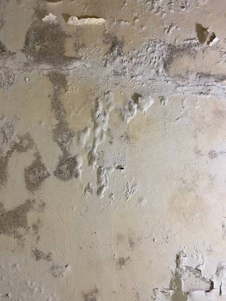 Best Mold Testing and Removal  in Lyons, GA