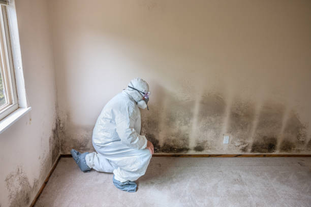 Best Commercial Mold Removal  in Lyons, GA