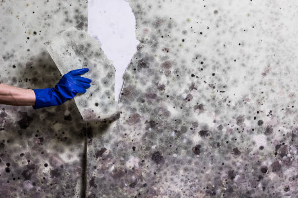 Best Same-Day Mold Removal  in Lyons, GA